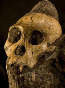 Il s’appelle Sediba et cet australopithèque serait notre plus vieil ancêtre  – Science