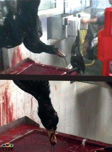 La viande est-elle dans le rouge ? SG_pano_abattage