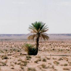 Desert001.jpg