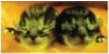 Recherche sur le SIDA: Des chats trangéniques, mais pourquoi fluorescents ?  – Nature Methods