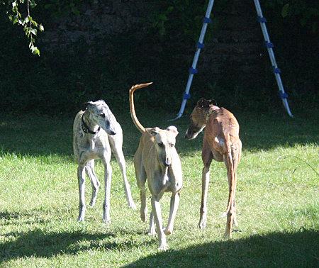 Remerciements à tous pour notre meute de galgos nos-3-galgos.jpg