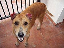 La chienne Sky a été adoptée ce jour chez galgos éthique europe Sky-3.JPG