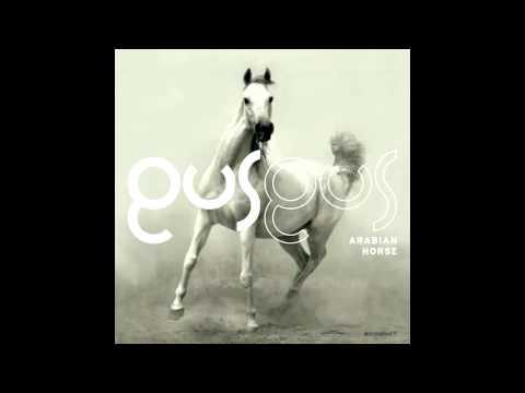 0 Gus Gus   Arabian Horse