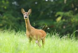 Biche près de Plancemont 8eme publication – « Le clin d’oeil du lecteur »