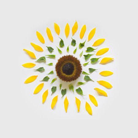 Explosion maitrisée pour pétales en folies ! 1