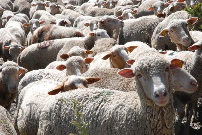 moutons Le bonheur dans la servitude