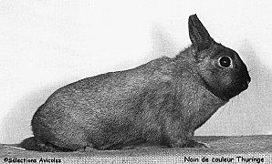 Des formes atténuées de la myxomatose. Nain de couleur Thuringe