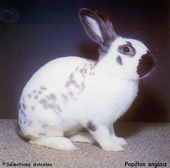 Des formes atténuées de la myxomatose. Papillon anglais-copie-2