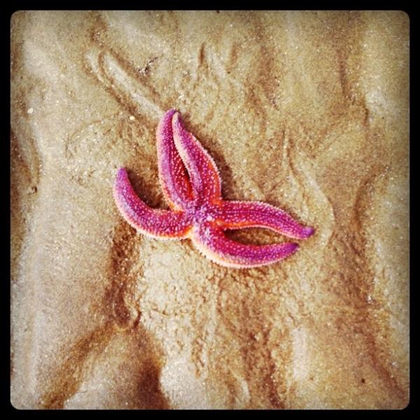 Instagram, Pic et pic et colégram, Bourre et bourre et ratatam instagram