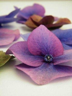 AUTUMN ... Les feuilles Fleurs se ramass... DSCF7215