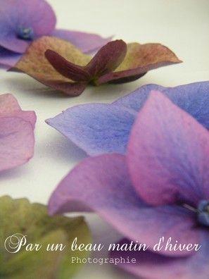 AUTUMN ... Les feuilles Fleurs se ramass... DSCF7216