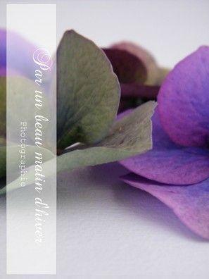 AUTUMN ... Les feuilles Fleurs se ramass... DSCF7218b