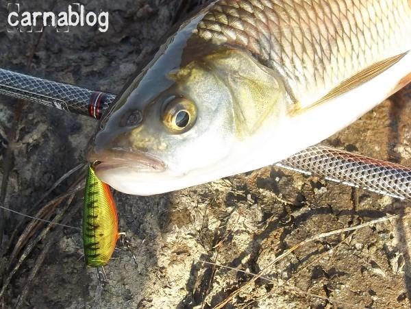 Quelques chevesnes et perches en Loire (25/09/2011) 25-09-2011(2)