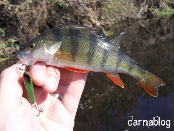 Quelques chevesnes et perches en Loire (25/09/2011) 25-09-2011(1)