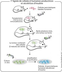 Première scientifique: Création de cellules pancréatiques humaines productrices d’insuline – Inserm, CNRS et Journal of Clinical investigation