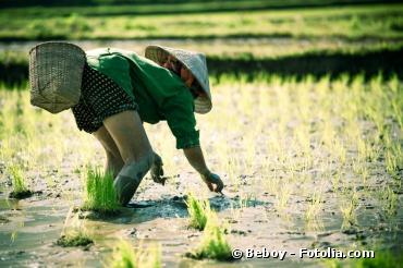 Fukushima : la crise alimentaire concerne désormais le riz