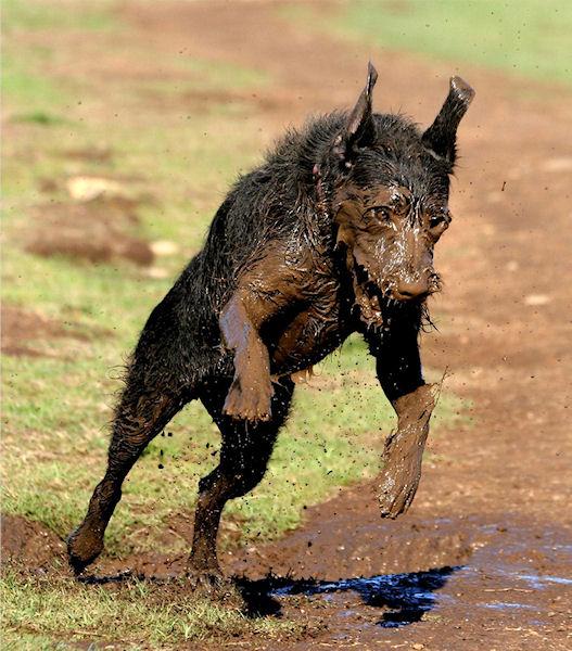 photo humour insolite chien enfer boue