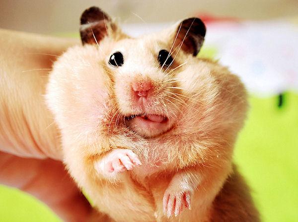 photo humour insolite hamster