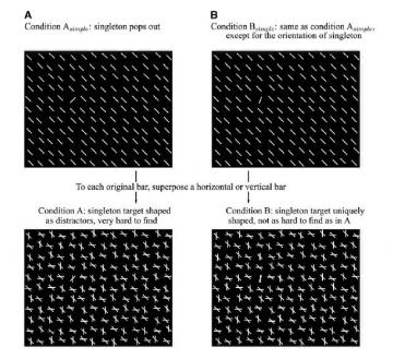 Observer plus longtemps n'aide pas forcément à mieux voir medium_vue.jpg