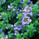 thym thujanol La Marjolaine à Thujanol, une alternative incontournable pour le Thym à Thujanol !