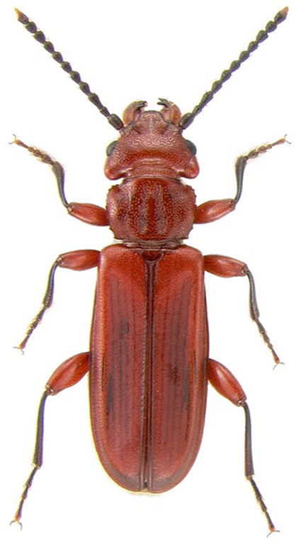 Cucujus clavipes, Nicolas Gompel Cucujus clavipes, Nicolas Gompel