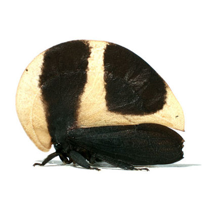 Membracis sp, Nicolas Gompel Membracis sp, Nicolas Gompel