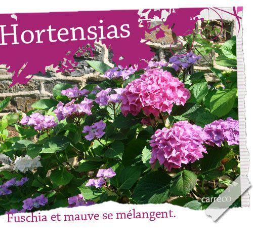 hortensias