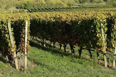 Vignoble des Côtes de Toul-Entre Bruley et Lucey