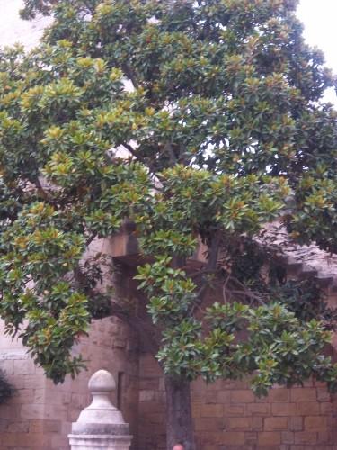 Aigues-mortes le week-end dernier 100_1891.JPG