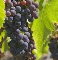 RUE DE MAINVILLE, LES VENDANGES AUJOURD'HUI DANS LA VILLE. 607_1291289849_raisin.jpg