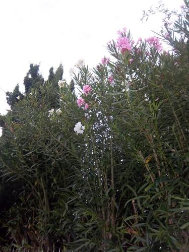 St Rémy de Provence le week-end dernier 100_1941 ST REMY.JPG