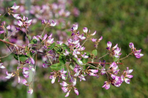 Campylotropis macrocarpa jardin