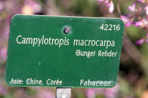 Campylotropis macrocarpa jardin