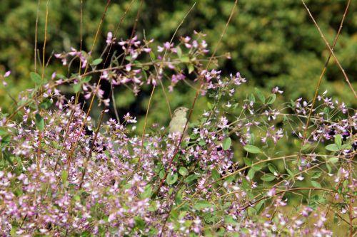 Campylotropis macrocarpa jardin