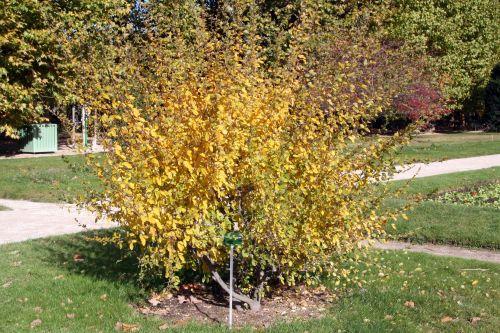 Campylotropis macrocarpa jardin