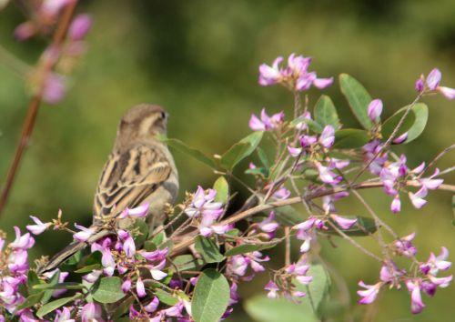 Campylotropis macrocarpa jardin
