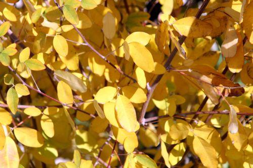 Campylotropis macrocarpa jardin