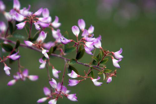 Campylotropis macrocarpa jardin