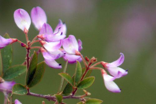 Campylotropis macrocarpa jardin