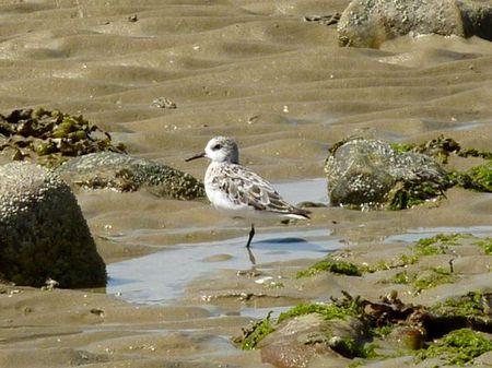 LES POULETTES A ERQUY (22) Erquy22