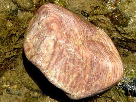 LES POULETTES A ERQUY (22) Erquy35