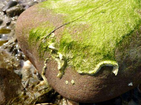 LES POULETTES A ERQUY (22) Erquy36