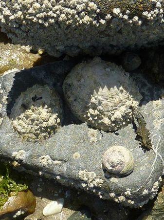 LES POULETTES A ERQUY (22) Erquy25