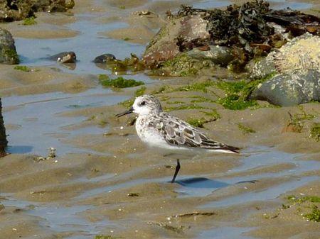 LES POULETTES A ERQUY (22) Erquy23