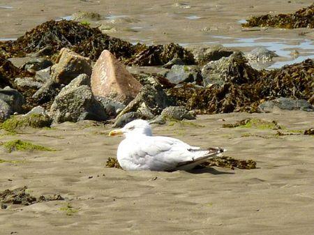 LES POULETTES A ERQUY (22) Erquy37