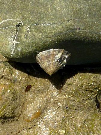 LES POULETTES A ERQUY (22) Erquy30