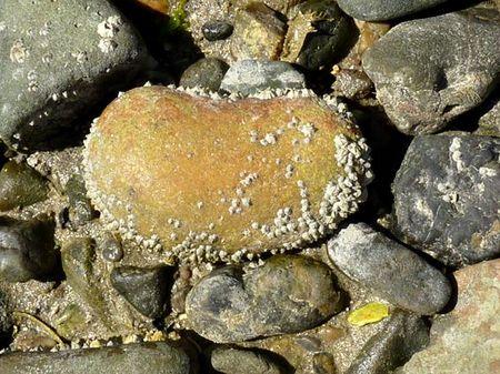 LES POULETTES A ERQUY (22) Erquy32