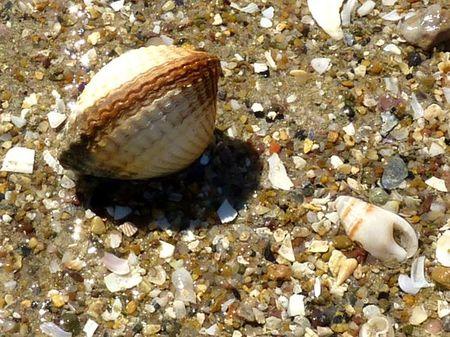 LES POULETTES A ERQUY (22) Erquy41