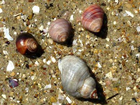 LES POULETTES A ERQUY (22) Erquy40