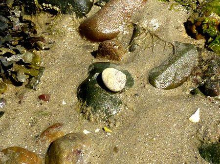 LES POULETTES A ERQUY (22) Erquy34